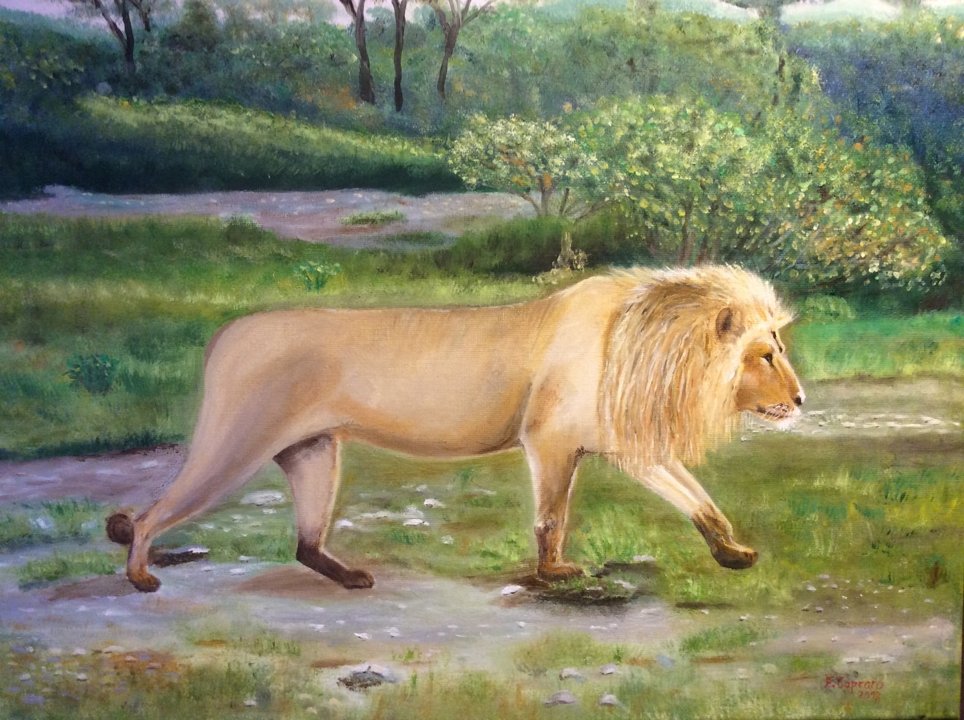 le lion roi de la savane